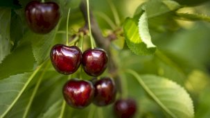 İstanbul'da Haziran Ayının Zam Şampiyonu Kiraz Oldu!